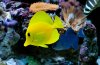 Yellow tang + Niger trigger.jpg