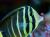 Sailfin.jpg