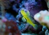 Yellow watchman.jpg
