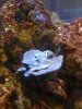 blue sponge.jpg