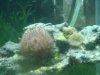 new coral's 078.JPG