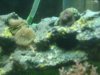 new coral's 079.JPG