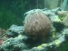 new coral's 080.JPG