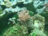 new coral's 081.JPG