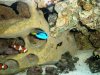 dory and nemo.jpg