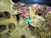 live rock dory.jpg