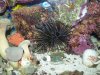 banded sea urchin.jpg