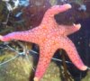 patrick.jpg