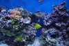 NEW HOME & TANK 124.jpg