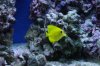 NEW HOME & TANK 139.jpg