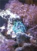 anemone2.jpg