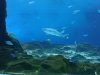 corys 088.jpg