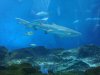 corys 090.jpg
