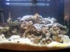 Saltwater Tank 003.jpg
