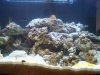 Saltwater Tank 017.jpg