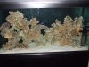 full aquascape.jpg.JPG