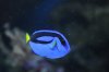 bluetang.jpg