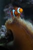 clownfish.jpg