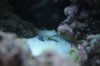 diamondgoby.JPG