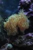 torch coral.JPG