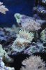 duncancoral.jpg