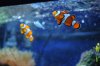 clownfish2.JPG