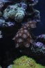 zoas.JPG