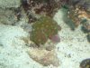 Eagle eye zoa.JPG