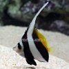p-68377-heniochus.jpg