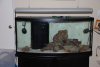 Fish update 2 008.jpg