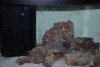 Fish update 2 009.jpg