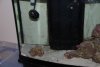 Fish update 2 010.jpg