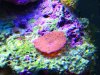 redshroom.jpg