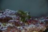 FIsh trouble 010.jpg