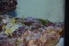 FIsh trouble 003.jpg