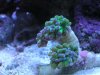 frogspawn.jpg
