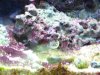 cyano.jpg