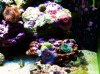 newgreenshroom.jpg