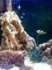 fish 3.JPG