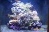 Fish Tank 006.jpg