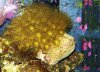 yellowpolyps.jpg