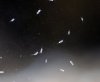Bugs.jpg