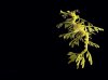 Leafy_Sea_Dragon_wlpr_6x8_1.jpg