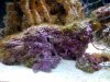 algae.jpg