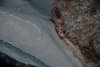 fish3 048.jpg