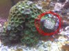 zoas.jpg