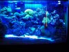 Actinic Pics 001.jpg