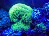 Actinic Pics 002.jpg