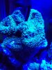 Actinic Pics 003.jpg