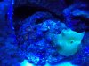 Actinic Pics 004.jpg